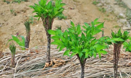 川芎茶的功效与作用和主治-川芎主要功效专区_川芎茶的功效与作用和主治专区_川芎茶的功效与作用网