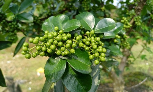 川芎主要功效专区_川芎茶的功效与作用和主治专区_川芎茶的功效与作用网