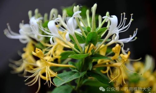 川芎茶的功效与作用和主治-川芎主要功效专区_川芎茶的功效与作用和主治专区_川芎茶的功效与作用网